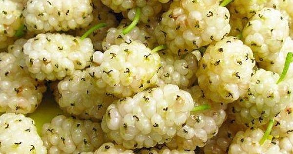 Weiße Maulbeeren: Eigenschaften, Vorteile und die besten Rezepte für ihre Verwendung in der Küche