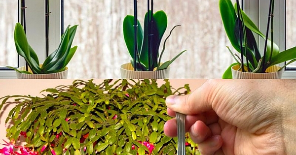 Nur 1 Teelöffel für jede Blume, die Sie zu Hause haben, und die Blüte ist gesichert